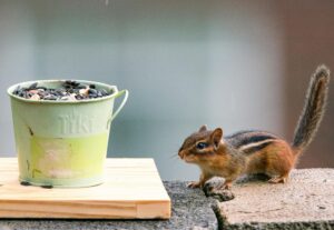 Free stock photo of chipmunk, gentle rain