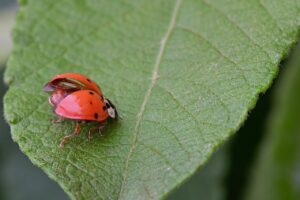 ladybug, beetle, leaf, insect, bug, wings, flying, garden, nature, closeup, ladybug, ladybug, ladybug, ladybug, ladybug
