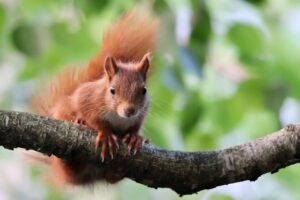squirrel, eurasian squirrel, tree squirrel, animal, mammal, rodent, fauna, wildlife, climbing animal, branches, nature, climbing