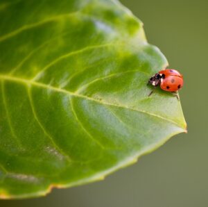 ladybug, insect, leaf, beetle, ladybird, animal, coccinellidae, plant, nature, macro, closeup, ladybug, ladybug, ladybug, ladybug, ladybug