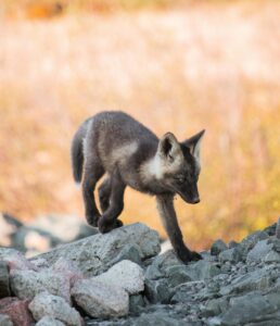 A young Arctic fox carefully walks along a rocky landscape, blending with natural surroundings.