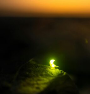 A mesmerizing close-up of a glowing firefly against a vibrant sunset background.