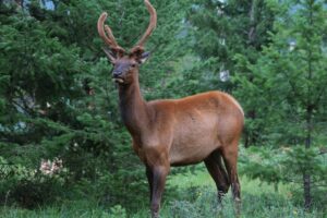 Majestic wild elk standing amidst lush green forest in Yellowhead County, Alberta, Canada.