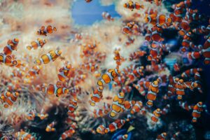 A lively display of clownfish swimming amidst coral reefs in an aquarium setting.