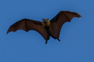 A bat in flight silhouetted against a clear blue sky, showcasing its expansive wingspan.