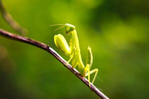 Vibrant close-up of a green praying mantis on a branch outdoors.