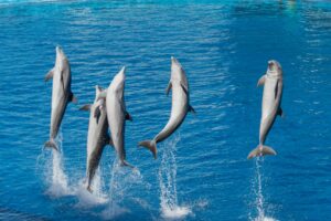 Five dolphins jumping out of clear blue water on a sunny day, showcasing nature's beauty.
