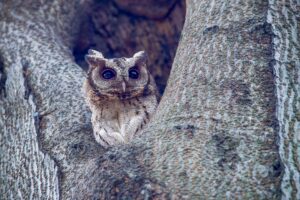 Close-up shot of an owl blending into tree bark, showcasing natural camouflage.
