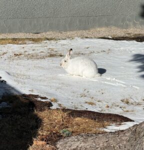 A snowshoe hare blends with the snowy winter environment outdoors.