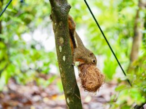 Squirrel on tree branch gathering nesting material in vibrant forest.
