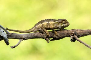 Close-up of a chameleon resting on a branch in the wild.