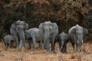 A herd of African elephants walking through a forest, showcasing their majestic presence in nature.