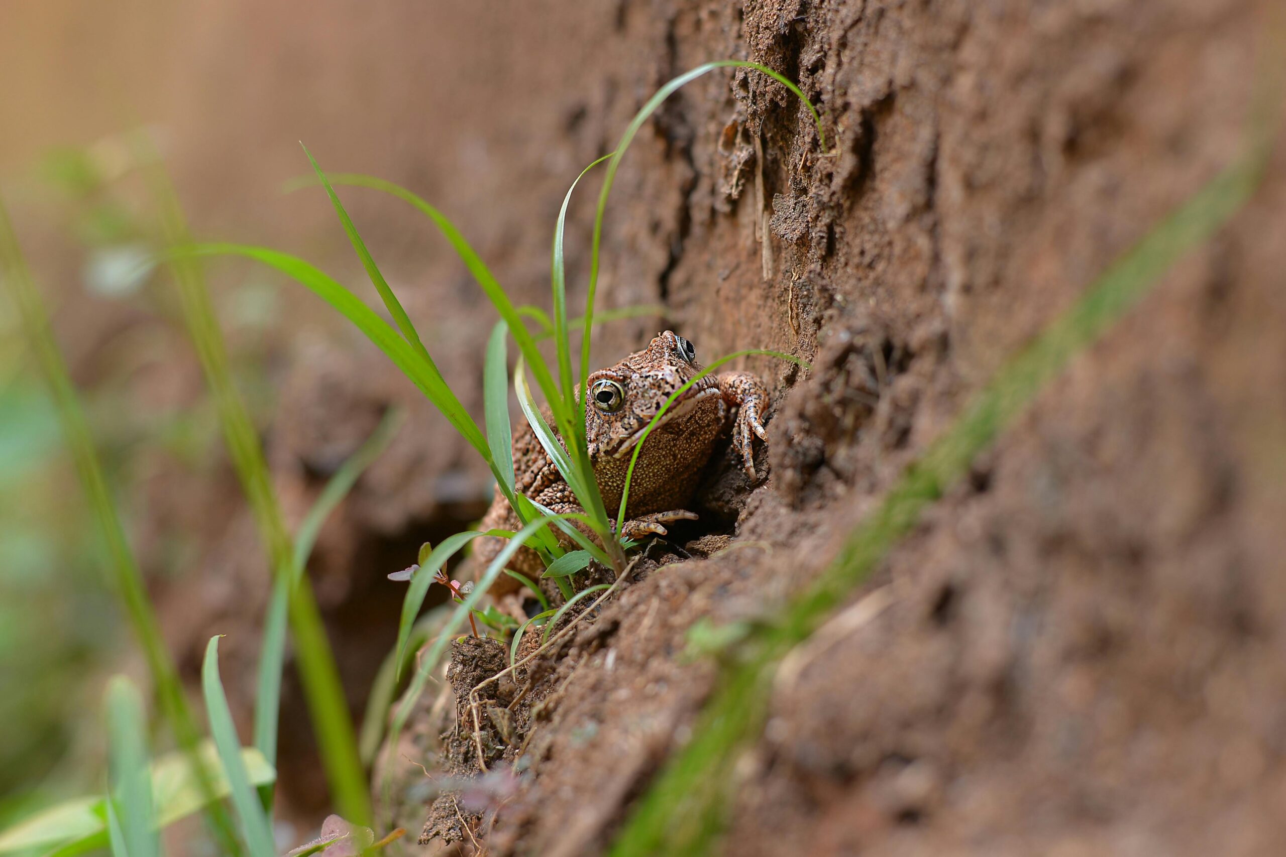 A detailed close-up of a frog camouflaged in its natural habitat among grass and soil.
