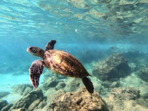 Explore the vibrant underwater world of Hawaii with this captivating image of a sea turtle gracefully swimming among coral reefs.