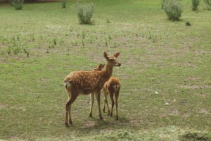 A pair of spotted deer standing gracefully in a grassy field, perfect wildlife capture.