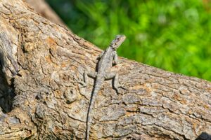Starred agama basking on a sunlit tree trunk in Cyprus, showcasing natural camouflage.