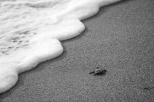 Black and white high angle of wild tiny turtle crawling on sandy coast washed by foamy sea