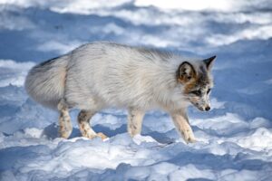 A fluffy arctic fox walking through a snow-covered wilderness during winter.