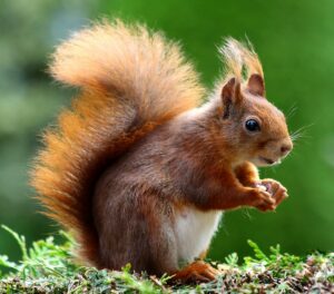 Close-up of a charming red squirrel in natural habitat, showcasing its vibrant fur and curious expression.