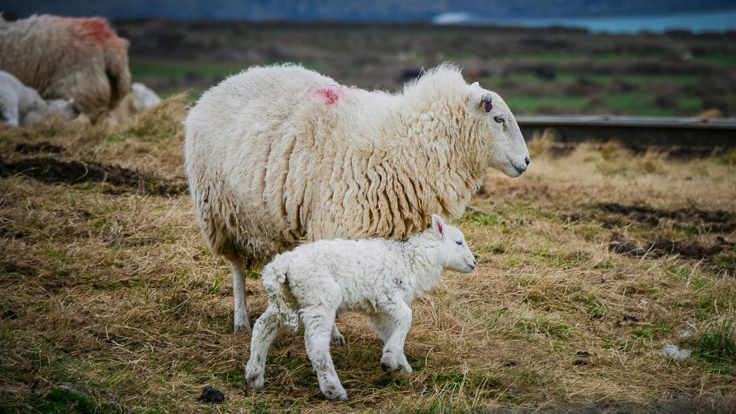 A serene scene of a sheep with its lamb grazing in a Welsh pasture.