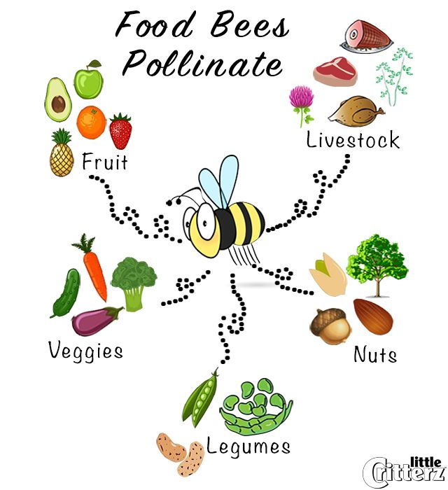 bees supporting ecosystem