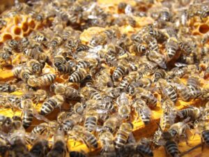 how bees make honey