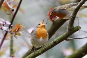 robin, songbird, feeding, cub, young bird, care, chick, rearing, birds, begging for food, nature, small bird, robin, songbird, cub, care, care, care, care, care, birds, birds