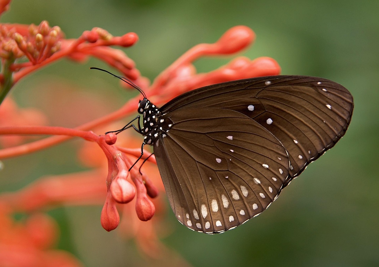 butterfly, insect, animal, striped core butterfly, common crow butterfly, euploea core, butterfly wings, winged insect, lepidoptera, entomology, fauna, nature, close up, insect, animal, animal, animal, animal, animal, nature, nature, nature