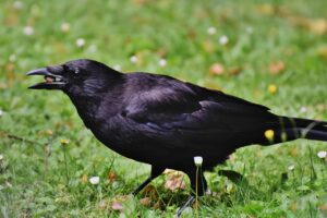 crow, bird, jackdaw, carrion crow, wildlife, animal, nature, looking for food, crow, crow, crow, crow, crow