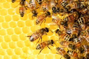 bees, hive, insects, macro, honey bees, winged insects, beehive, honey, swarm of bees, wings, stripes, brood, hymenoptera, entomology, beekeeping, close up, world bee day, yellow, bees, bees, bees, bees, honey bees, honey, honey, honey, honey, honey