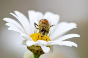 Bee helping plants grow through pollination in nature
