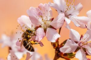 Why bees are important for kids – bee pollinating a flower in nature