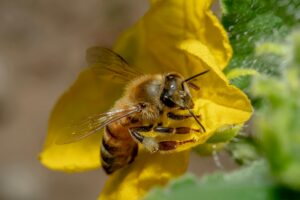 Close-up of a honeybee collecting nectar from a vibrant yellow flower in Iran.