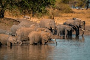 A herd of African elephants (Loxodonta africana) drinks at a waterhole in the Arusha Region, Tanzania.