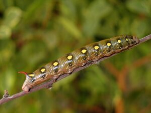 Detailed image of a caterpillar on a branch against a blurred natural background.