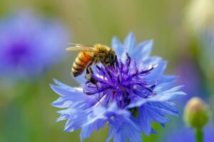 Close-up of a honeybee pollinating a vivid blue cornflower, capturing nature's beauty.