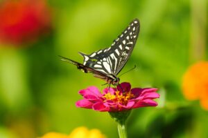 Asian swallowtail butterfly drinking nectar from a vibrant pink flower in a garden.