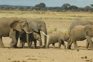 Herd of African elephants roaming the savanna in natural surroundings.