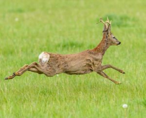 A majestic roe deer (Capreolus capreolus) gracefully leaps through a lush green meadow.
