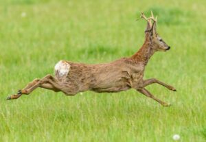 A majestic roe deer (Capreolus capreolus) gracefully leaps through a lush green meadow.