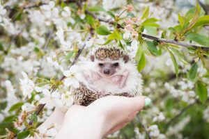 Adorable hedgehog resting in hands surrounded by spring blossoms.