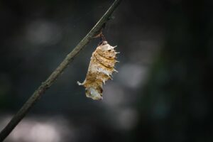 Detailed view of a chrysalis hanging from a branch, showcasing metamorphosis.