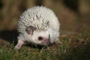 Adorable white hedgehog captured in a close-up outdoors setting, showcasing its distinct spikes and curious expression.