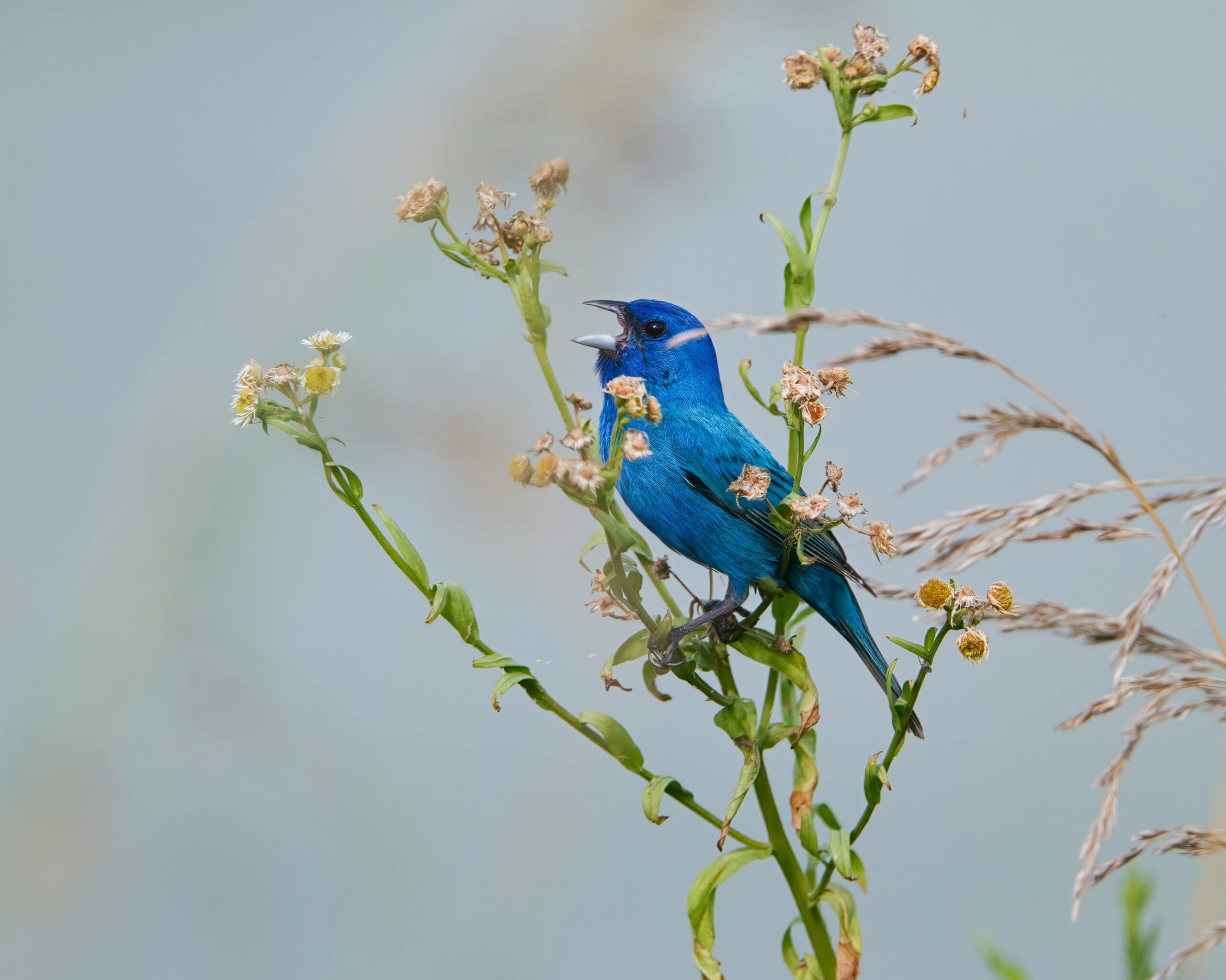 Close-up of a vibrant indigo bunting singing perched on delicate wildflowers.