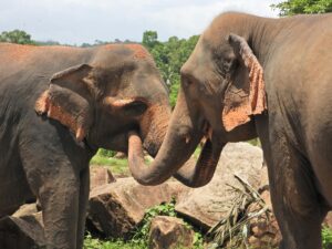Two Sri Lankan elephants lovingly bond in their natural habitat at Rambukkana, capturing wildlife essence.