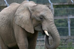 Close-up of a majestic African elephant showing its trunk and tusks, embodying grace and strength.
