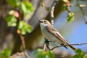 Close-up of a songbird perched on a branch surrounded by spring foliage.