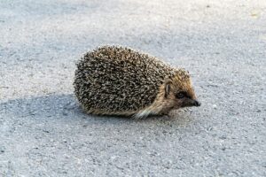 A European hedgehog resting on asphalt, showcasing its spiky coat and curious face.