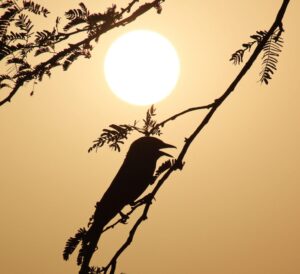 A bird's silhouette on a branch with a stunning sunrise backdrop, capturing nature's serene beauty.