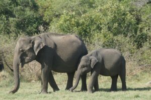 A mother and baby elephant walking together in a lush, green environment.